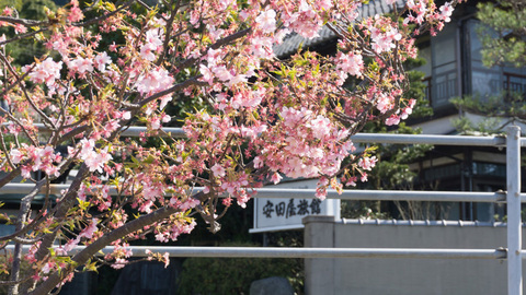 早咲きの桜と安田屋旅館