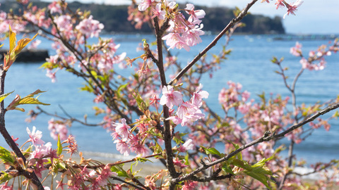 早咲きの桜と内浦の海