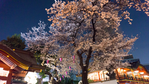 神田明神の満開の夜桜
